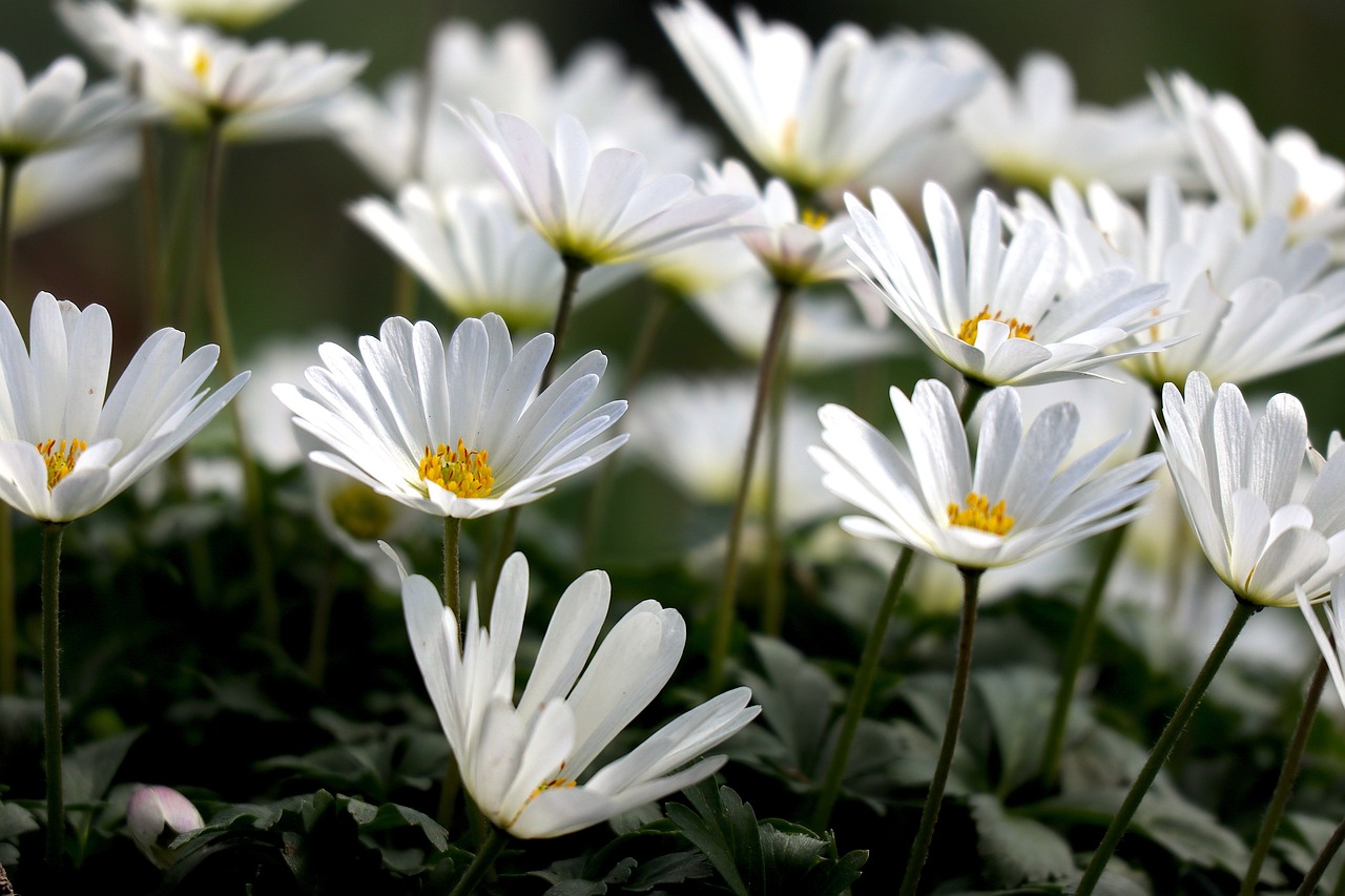 Le printemps: Les Changements du Corps et l'Importance des Techniques de Relaxation
